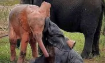 ‘A Pleasant Surprise’: Rare Pink Albino Baby Elephant Is Spotted Playing in a Water Hole (Video)