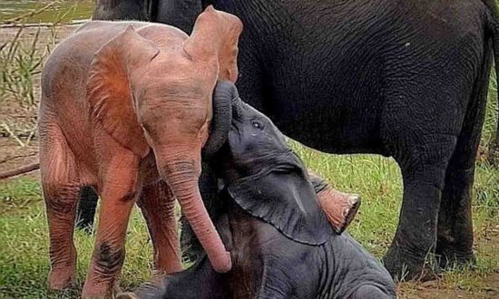 'A Pleasant Surprise': Rare Pink Albino Baby Elephant Is Spotted Playing in a Water Hole (Video)