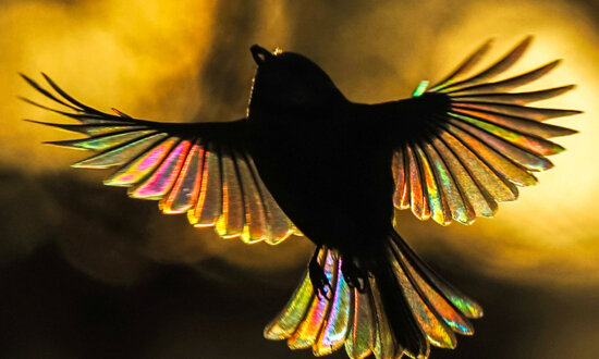 One-in-a-Million Photos: Blue Tit's Wings Glow With All the Colors of the Rainbow—It's Magical