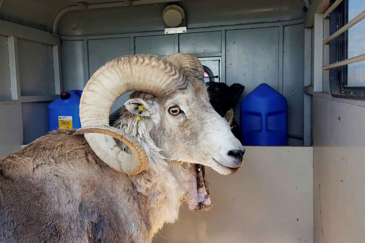 A sheep nicknamed Montana Mountain King that was part of unlawful scheme to create large, hybrid species of wild sheep for sale to hunting preserves in Texas. (Montana Fish Wildlife and Parks via AP)