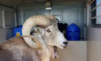 Montana Man Used Animal Tissue and Testicles to Breed ‘Giant’ Sheep for Sale to Hunting Preserves