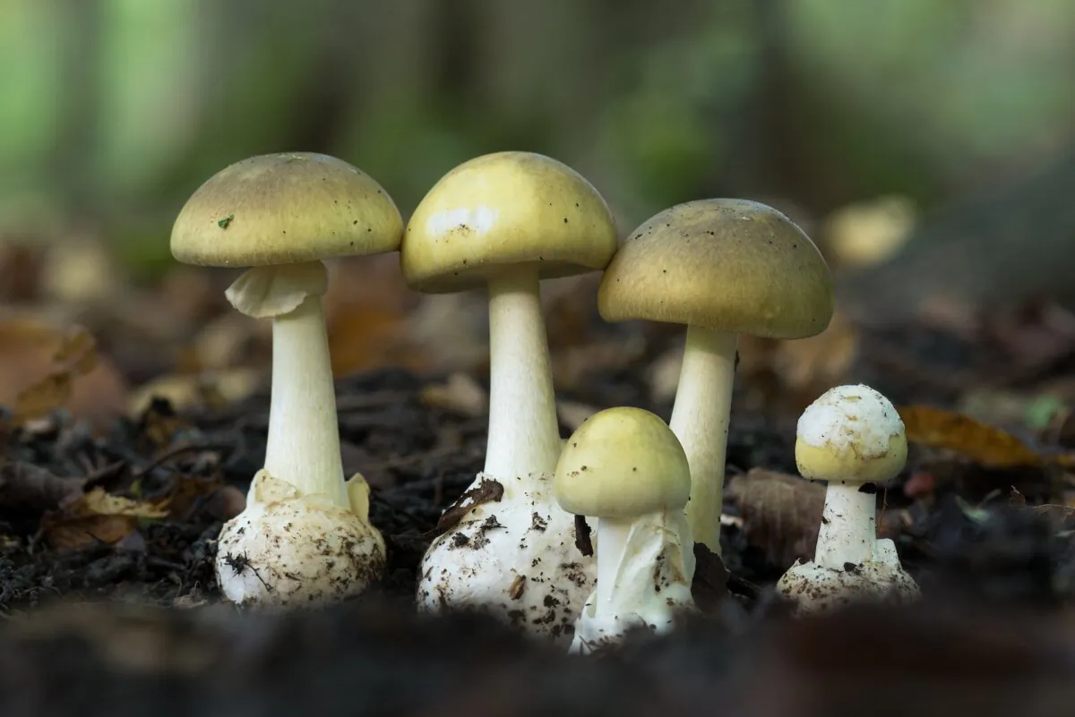 Some mushroom species are so toxic that ingestion of only a tiny amount is deadly. For example, half a death cap mushroom can kill an adult human. (Jolanda Aalbers/Shutterstock)