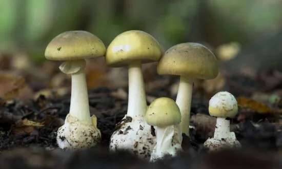 Toxic Mushrooms Resemble Harmless Varieties