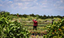 17 States, Farmers Sue to Block Federal Rule Allowing Foreign Workers to Unionize