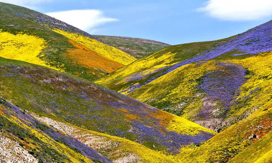 Will 2024 Give Southern California a Superbloom? Where to See Wildflowers Now