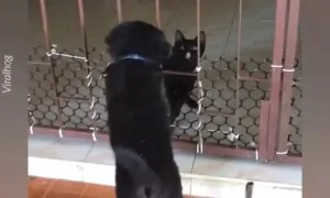 Nothing Can Keep These Pals Apart