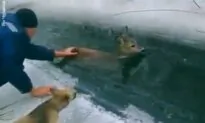 Rescuing a Roe Deer From Icy Stream