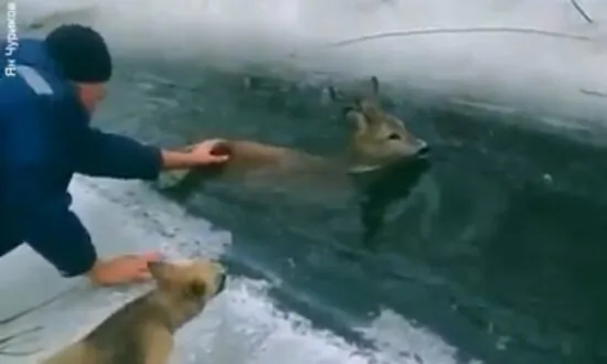 Rescuing a Roe Deer From Icy Stream
