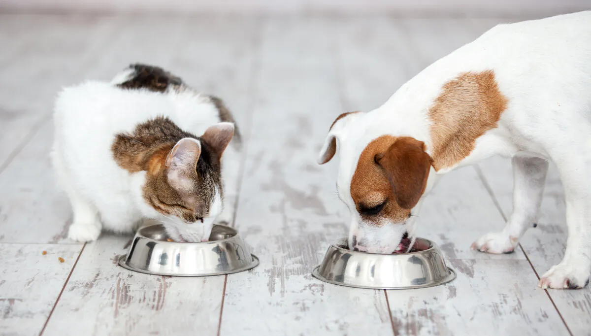 From food bowls to crates, cat towers to toys, our animals come with a lot of things to make life great for them. That doesn’t mean it needs to be ugly. There are ways to cater your interior design for your pets. (Tatyana Gladskikh/Dreamstime/TNS)