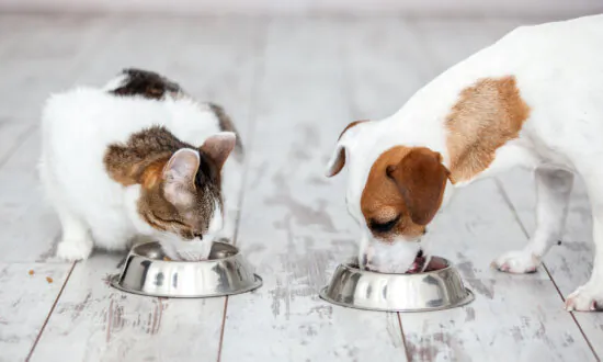 Interior Design Isn’t Just for Humans. There Are Better Ways to Incorporate Your Pet Too