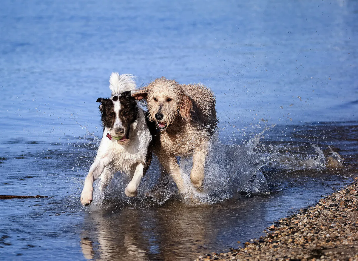 Dogs playing in a body of water. (Bruce Bennett/Getty Images)