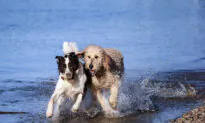 Dangerous Dog Owners to Face Jail Time for Attacks in Queensland