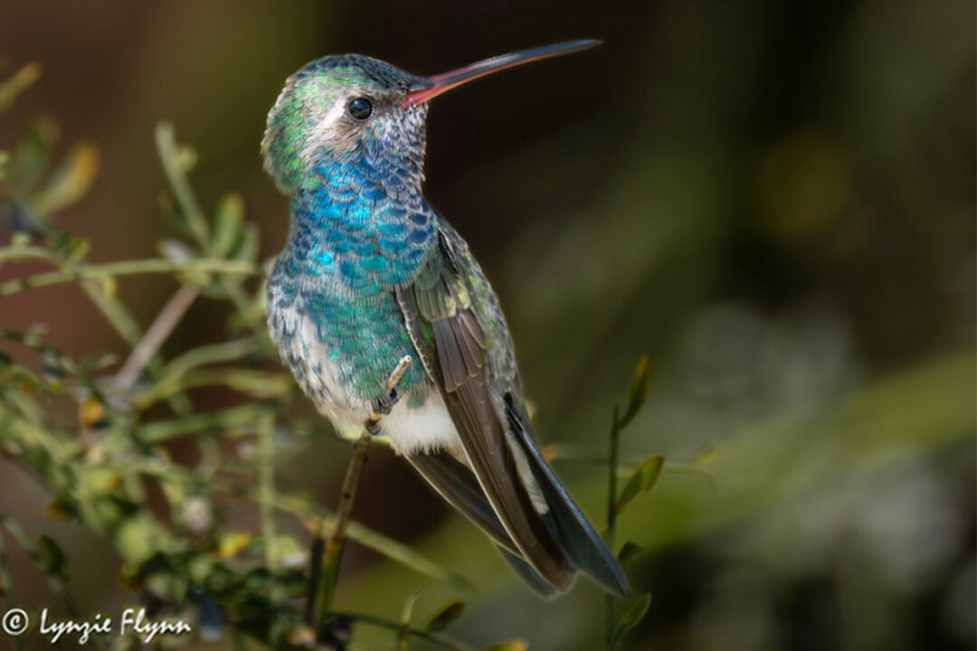 80-Year-Old Photographer Captures Beauty of Rare Hummingbird That ...