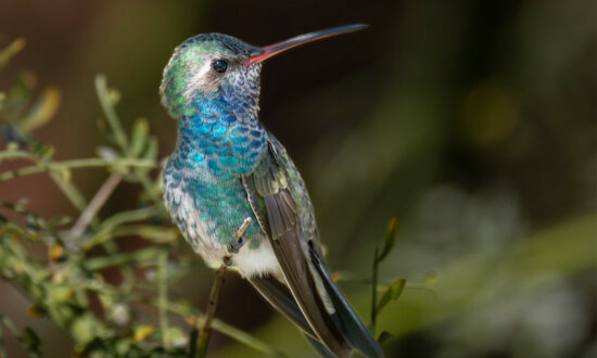 80-Year-Old Photographer Captures Beauty of Rare Hummingbird That Showed Up in Cali Couple’s Front Yard