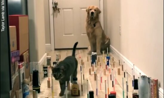 Graceful Doggy Follows in Kitty's Footsteps