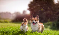 Ready to Be a Pet Parent? Here’s How Much Dog and Cat Ownership Costs in Canada