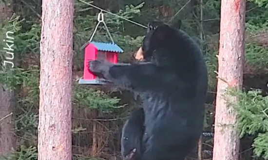 Acrobatic Bear Looks for Birdseed Treat