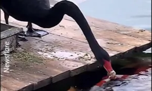 Black Swan Spotted ‘Feeding’ Koi in Lake