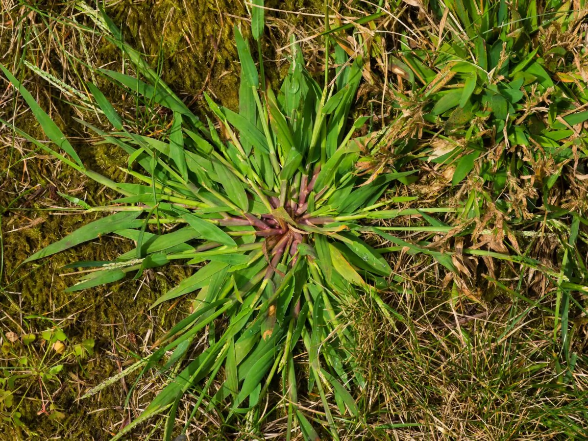 If the areas are smaller than a dinner plate, it would be better to apply crabgrass preventer to stop all grass seeds from growing. (Christian Delbert/Shutterstock)