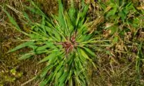 Crabgrass and Dormant Oil