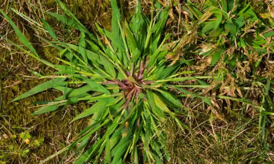 Crabgrass and Dormant Oil