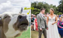 Cheeky Cow Objects Loudly to a Couple Getting Married in Hilarious Wedding Footage