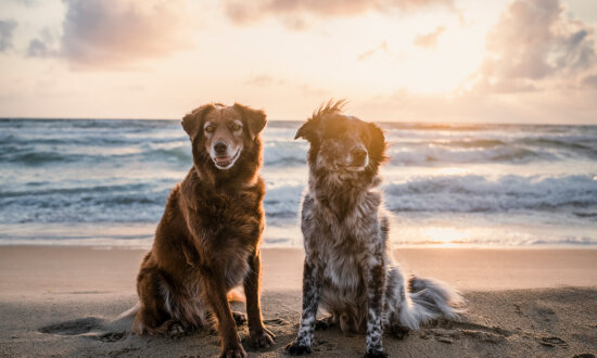 Photographer Rescues 2 Dogs From the Streets, They Are Now Enjoying Life Traveling to Europe’s Most Scenic Spots