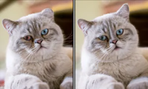 Spot the Difference Daily – Version 2