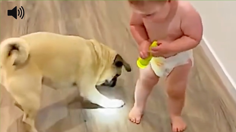 Baby Laughs Heartily as Dog Chases Light From Their Torch