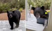 VIDEO: Florida Woman Was ‘Super Nervous’ as a Black Bear Knocked on Her Glass Door With His Paw