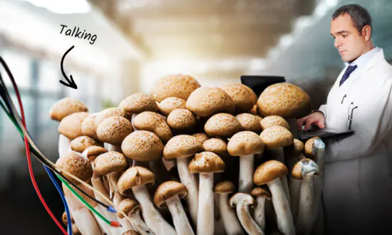 Scientists Use Electrodes to Discover Fungi Speak Words, Own Language—In Some Ways Like English