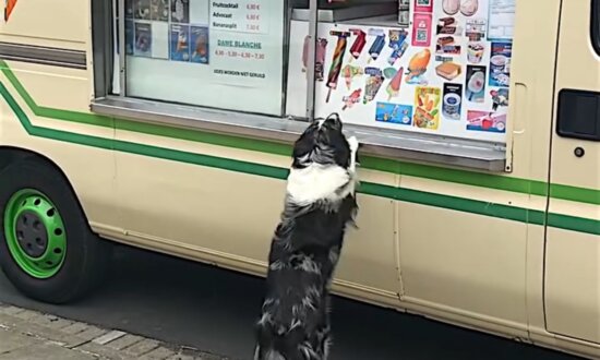 Dog Excitedly Waits for Ice Cream Truck and Gets Free Cone