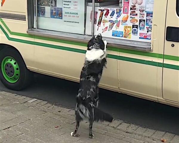 Dog Excitedly Waits for Ice Cream Truck and Gets Free Cone