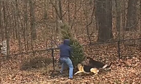 Dogs and Owner Play Tug-of-War With Christmas Tree