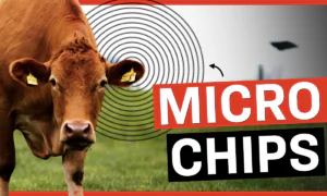 Cattle Tracking Provision Inside Spending Bill Can Be Used by ‘Green Agenda’ to Limit Beef Supply: Congressman | Facts Matter