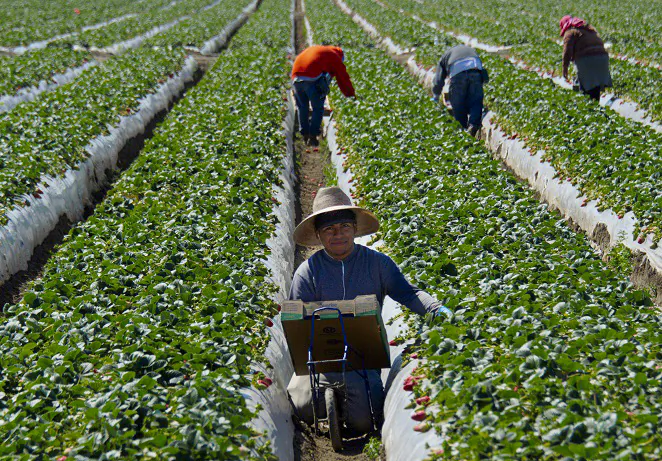 Migrant workers harvest strawberries at a farm near Oxnard, Calif. (Joe Klamar/AFP via Getty Images)