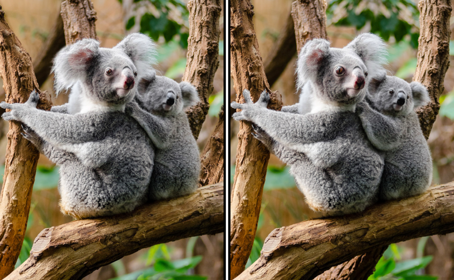 Spot the Difference Daily- Play Now online & 100% Free