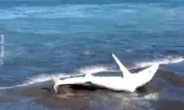 Blue Shark Stranded After Chasing Fish