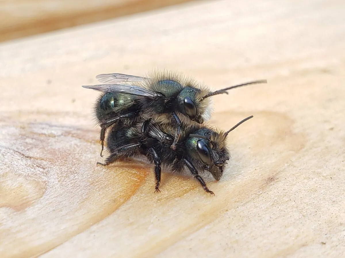 Mason bees are shown in this undated handout photo. (The Canadian Press/HO, West Vancouver Memorial Library)