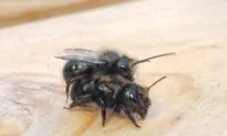 Borrow a Bee Colony? West Vancouver Library Loans out Pollinators