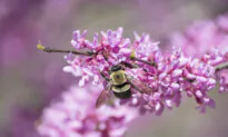 How to Spring Clean Your Garden With Pollinators in Mind