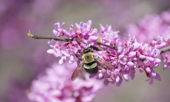 How to Spring Clean Your Garden With Pollinators in Mind