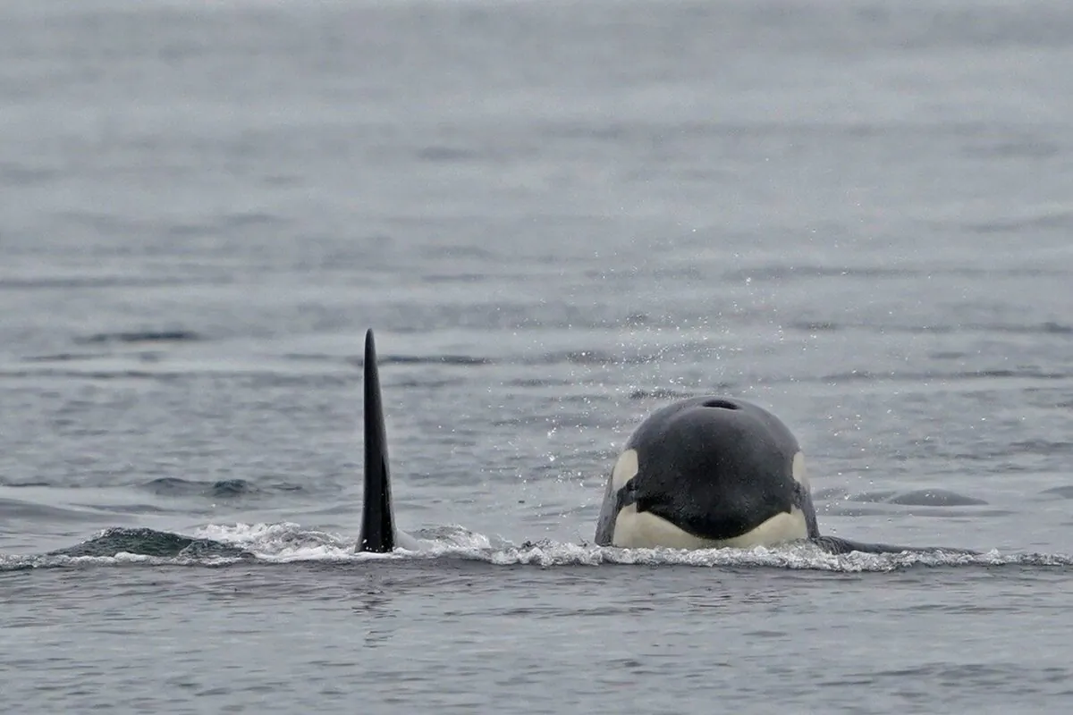 Two Bigg's killer whales swim toward a Pacific Whale Watch Association vessel on May 4, 2022, near Whidbey Island in Washington state. (The Canadian Press/AP-Ted S. Warren)