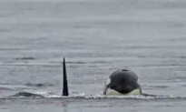 Stranded Orca Dies, Now There’s an Effort to Save Calf: BC Marine Group