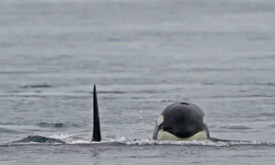 Stranded Orca Dies, Now There’s an Effort to Save Calf: BC Marine Group