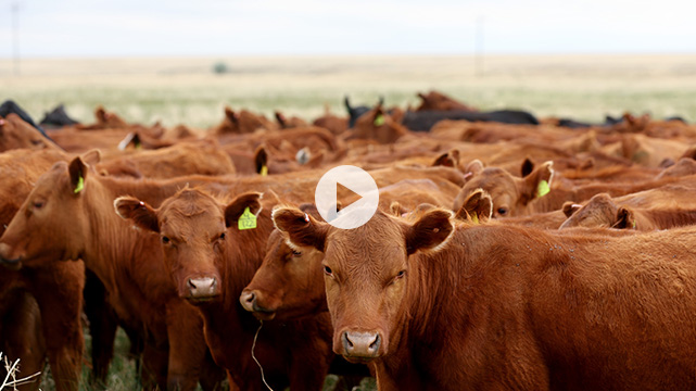 Cattle Tracking Provision Inside Spending Bill Can Be Used by ‘Green Agenda’ to Limit Beef Supply: Congressman