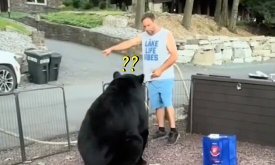 Man Sternly Asks Huge Wild Bear to Leave Family Cookout—Here’s What Happens Next