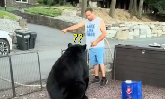 Man Sternly Asks Huge Wild Bear to Leave Family Cookout—Here's What Happens Next