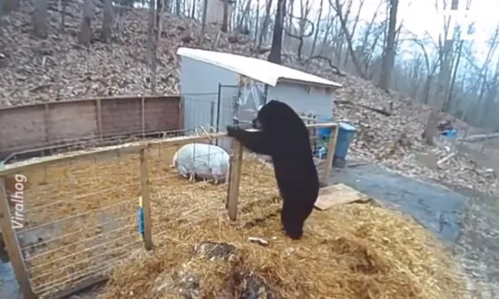 Pigs Fight Off Hungry Black Bear