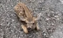 Friendly Fawn Comes For Head Scratches
